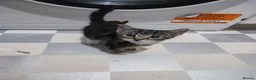 Mixed Breed cats for sale: Kittens for sale  in London - Advert 4