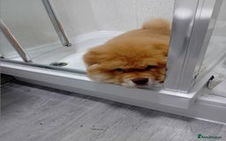 Chow Chow dogs for stud: Chowmazing  - Image 16