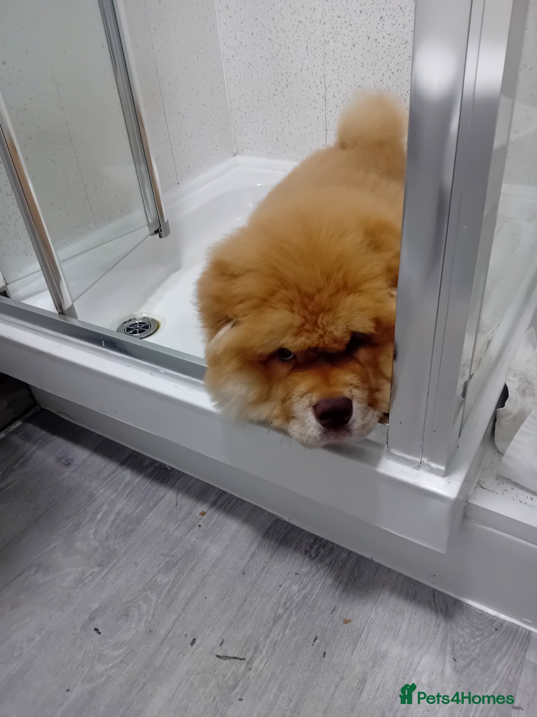 Chow Chow dogs for stud: Chowmazing  - Image 16