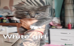 Ragcoon cats for sale: Amazing ragcoon kittens looking for lovely home  - Image 12