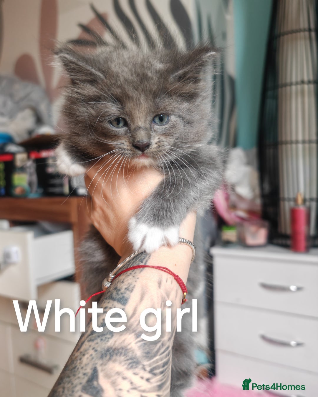 Ragcoon cats for sale: Amazing ragcoon kittens looking for lovely home  - Image 12