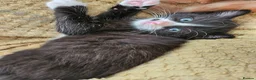 British Longhair cats for sale: Longhaired and shorthaired ginger, black, b & w - Advert 20