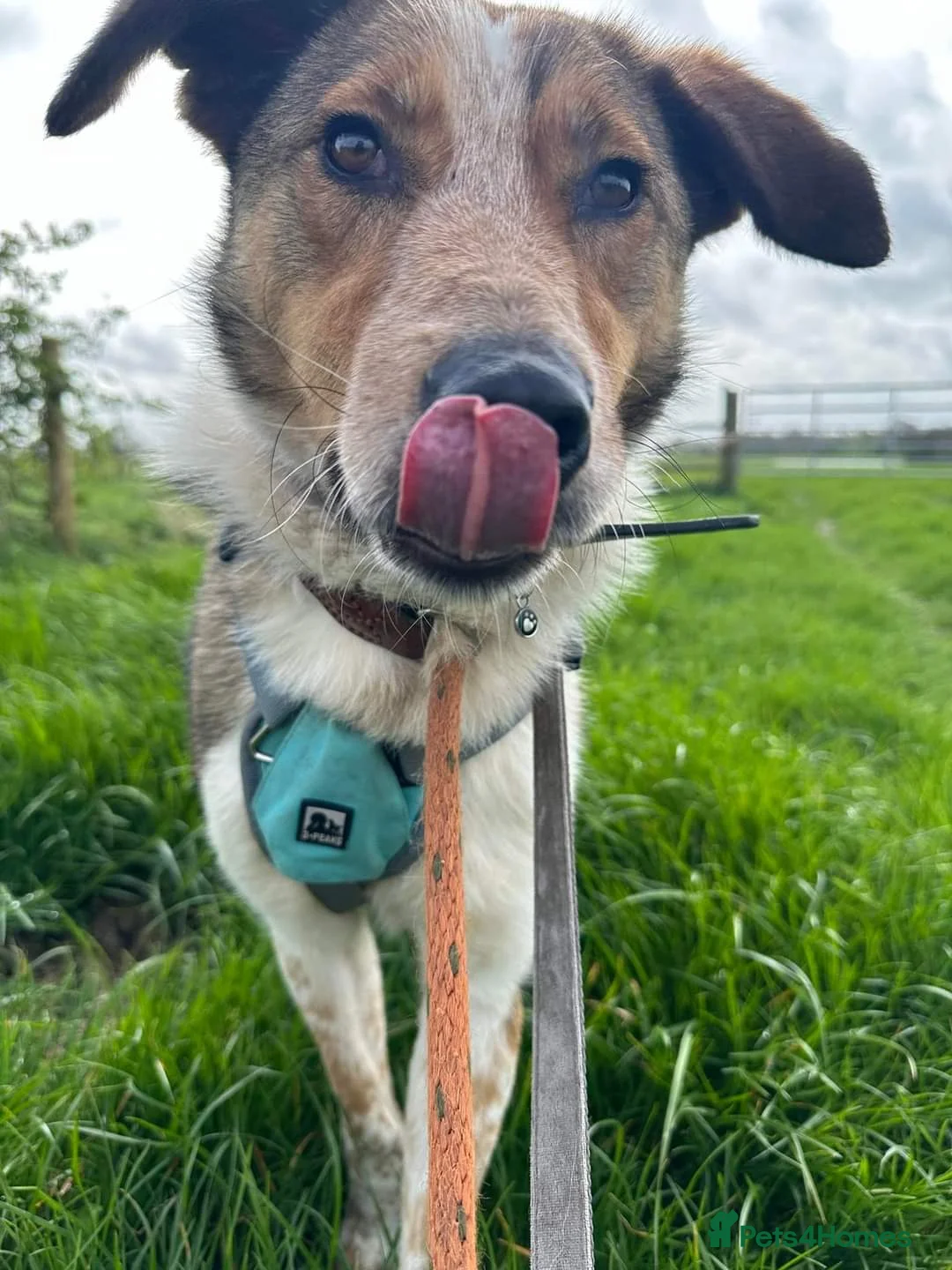 Mixed Breed dogs for adoption: Meet Jiji, currently residing in Cheshire  in Nantwich - Advert 8