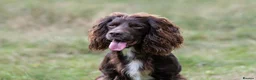 Cocker Spaniel dogs for stud: Working Cocker Spaniel For Stud - Advert 3