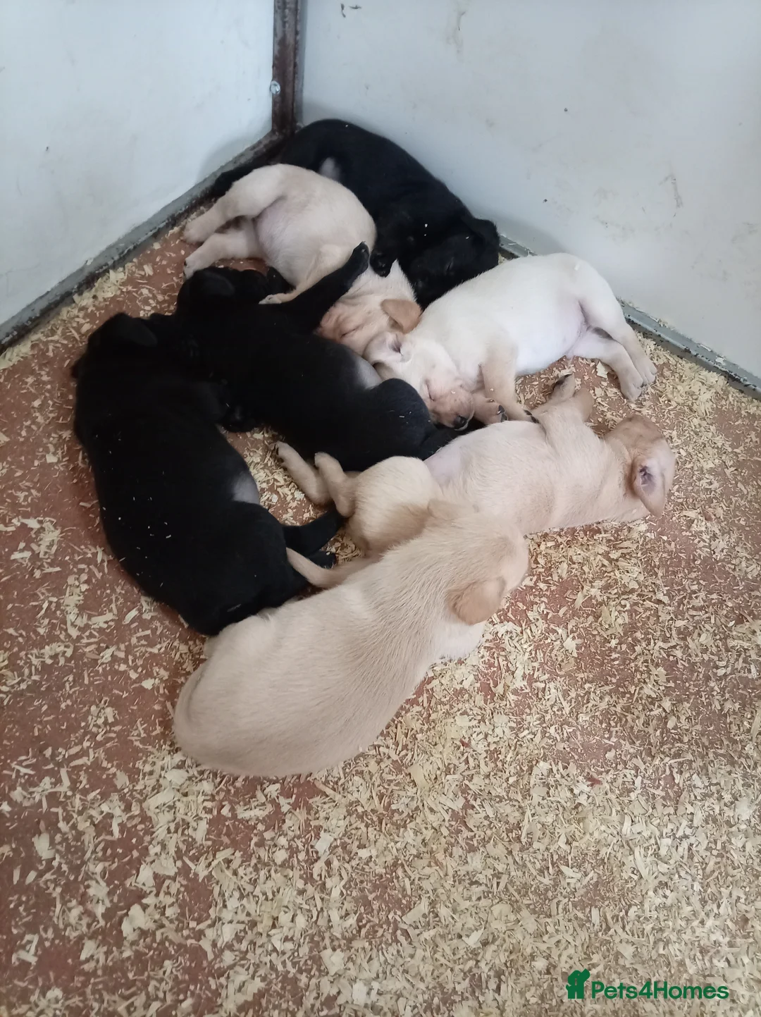 Labrador Retriever dogs for sale: Exceptional kc reg labradors  in Thirsk - Advert 21