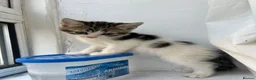 Mixed Breed cats for sale: Adorable Kittens Looking for Loving Homes in London - Advert 11