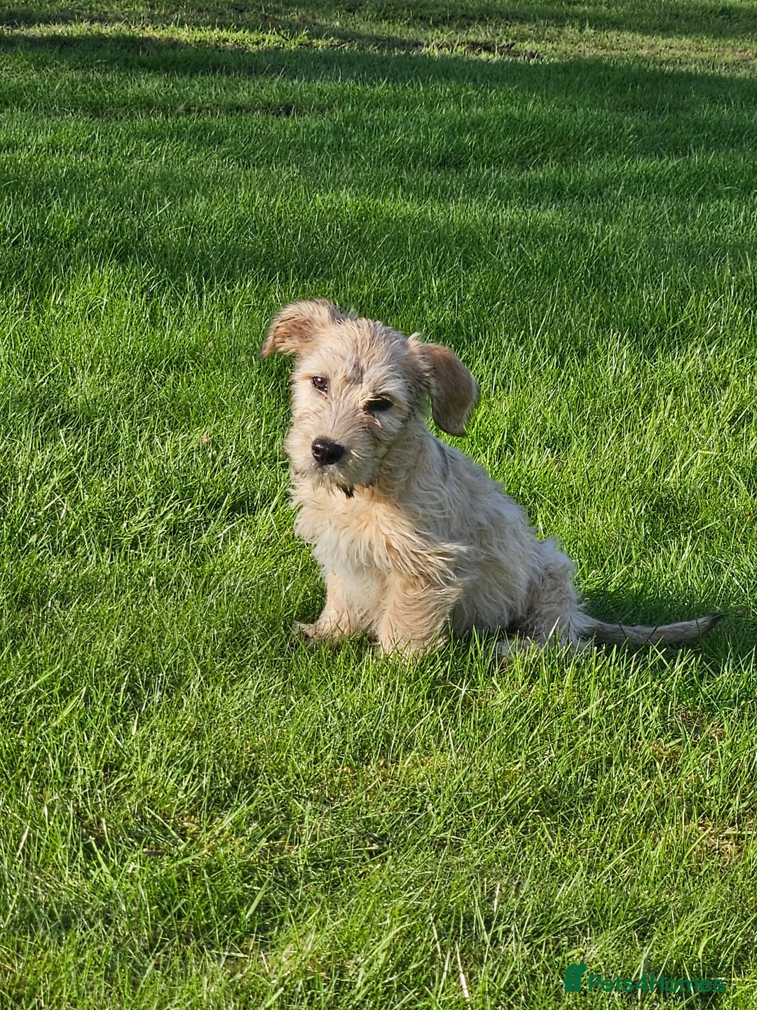 Glen of Imaal Terrier dogs for sale: Amhrasach Rógaire - Advert 1