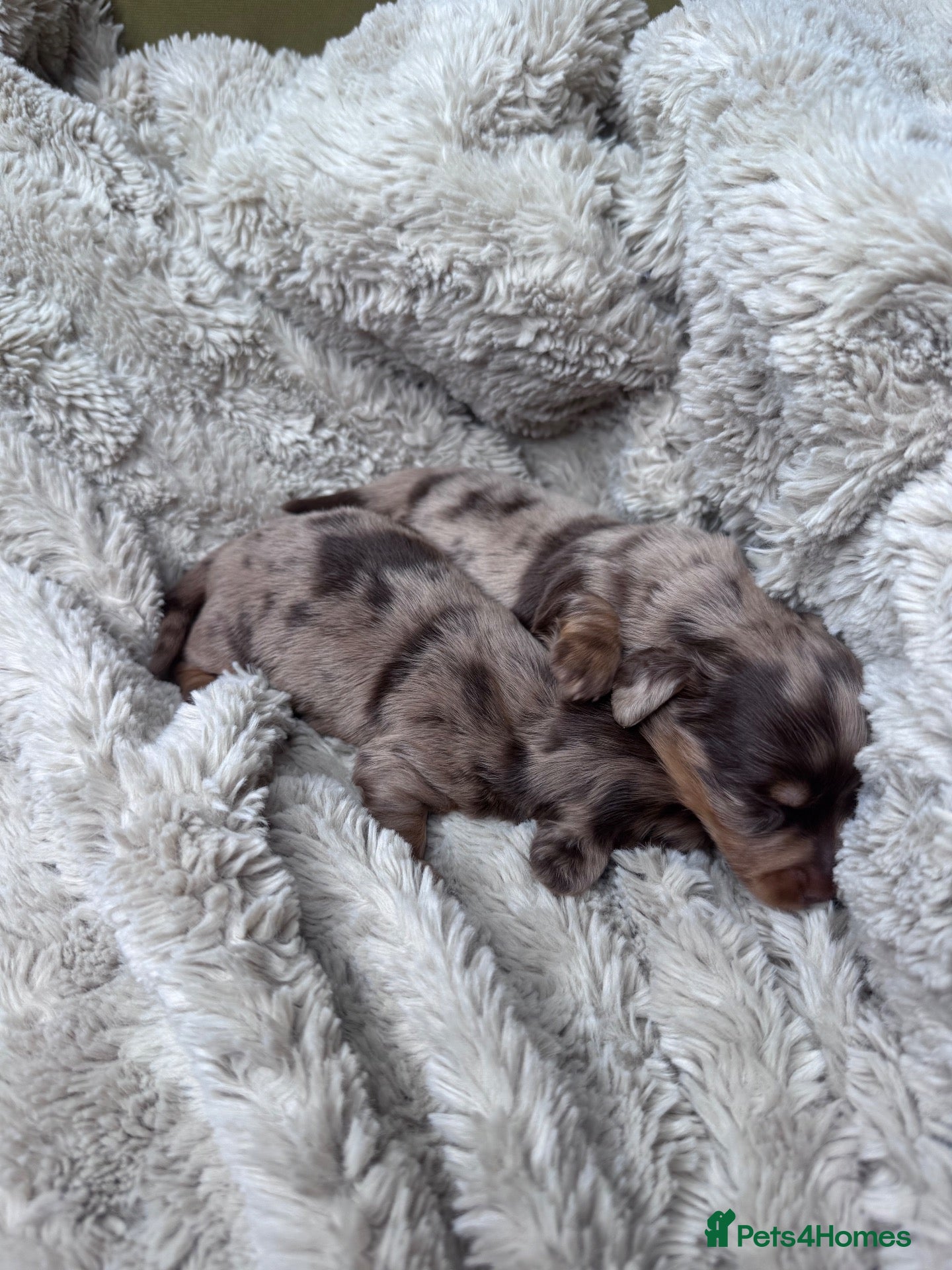 Miniature Dachshund dogs Long haired KC registered - Advert 2