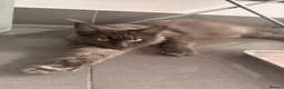 Maine Coon cats for sale: Maine coon  - Advert 3