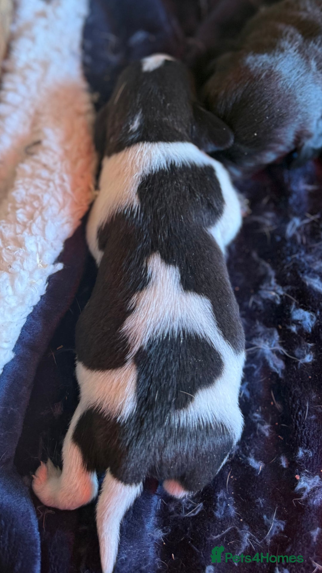 Mixed Breed dogs for sale: 4 beautiful spaniel X jack russel pups ❤️ - Image 5