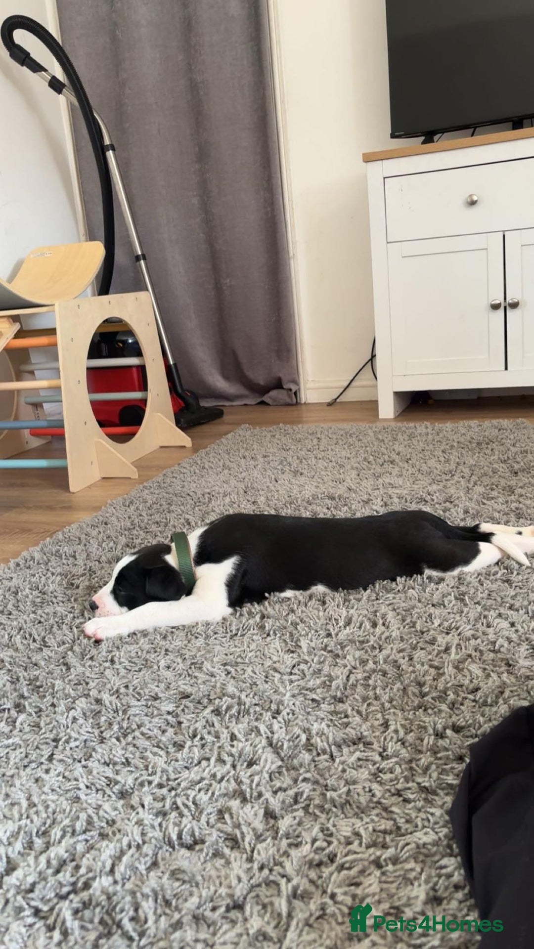 Mixed Breed dogs for sale:  ALL PUPPIES NOW SOLD - Image 8