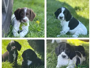 Sprocker dogs for sale: Stunning F1 Sprocker Puppies 5⭐️🏡 - Advert 1