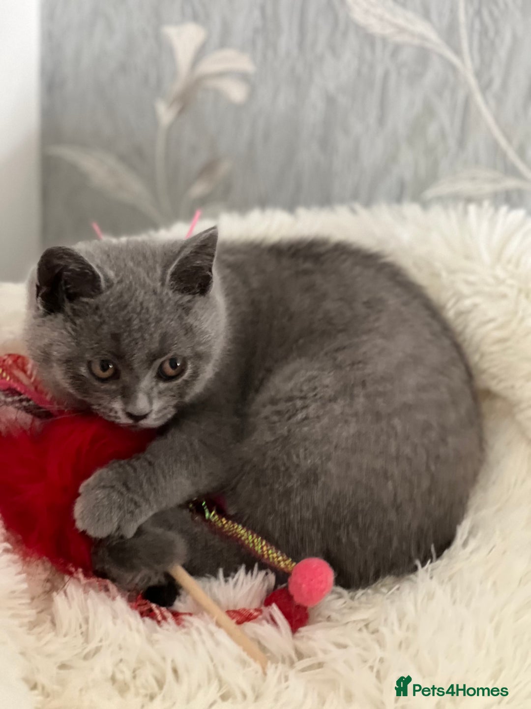 British Shorthair cats for sale: GCCF BSH KITTEN( female) - Image 3