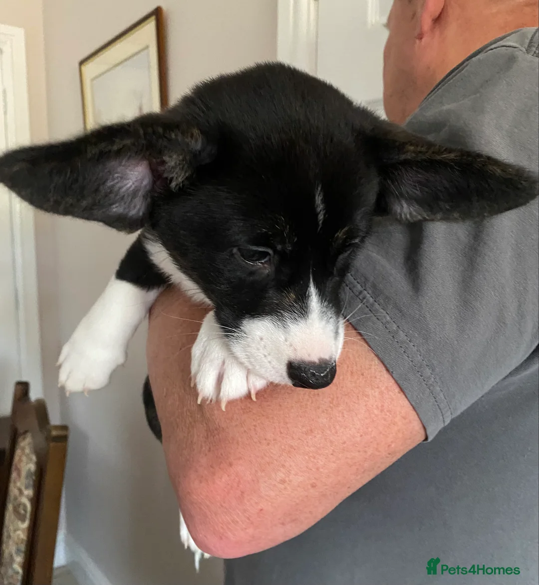 Welsh Corgi Cardigan dogs for sale: WELSH CARDIGAN CORGI GIRLS READY NOW - Advert 17