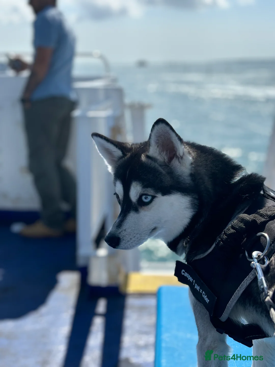 Pomsky dogs for stud: Pomsky F2 for Stud in Rainham - Advert 4