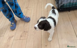 English Springer Spaniel dogs for sale: English Springer puppy *READY NOW* - Image 10