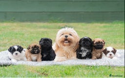 Shih Tzu dogs for sale: Shih Tzu puppies looking for their forever homes - Image 1