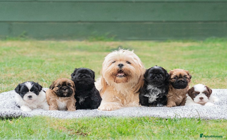 Shih Tzu dogs - Advert 1