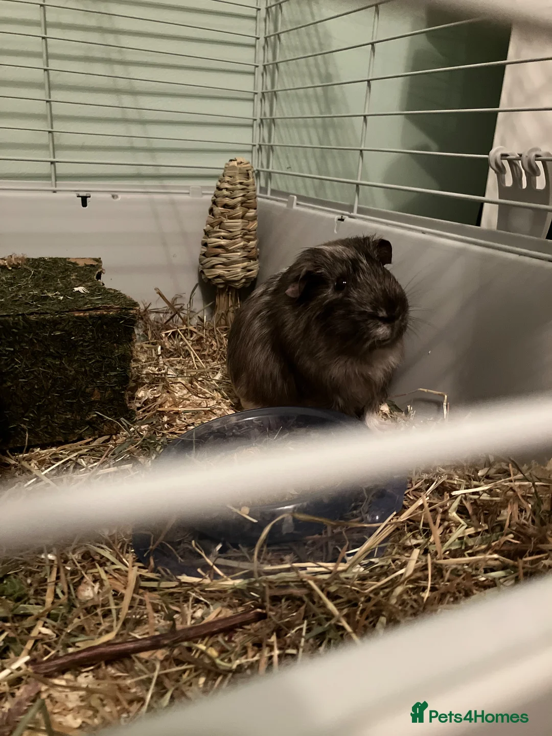 Guinea Pig rodents for sale: Two guinea pigs for £180  in London - Advert 3