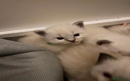 Ragdoll cats for sale: 6 ragdoll kittens  - Image 19