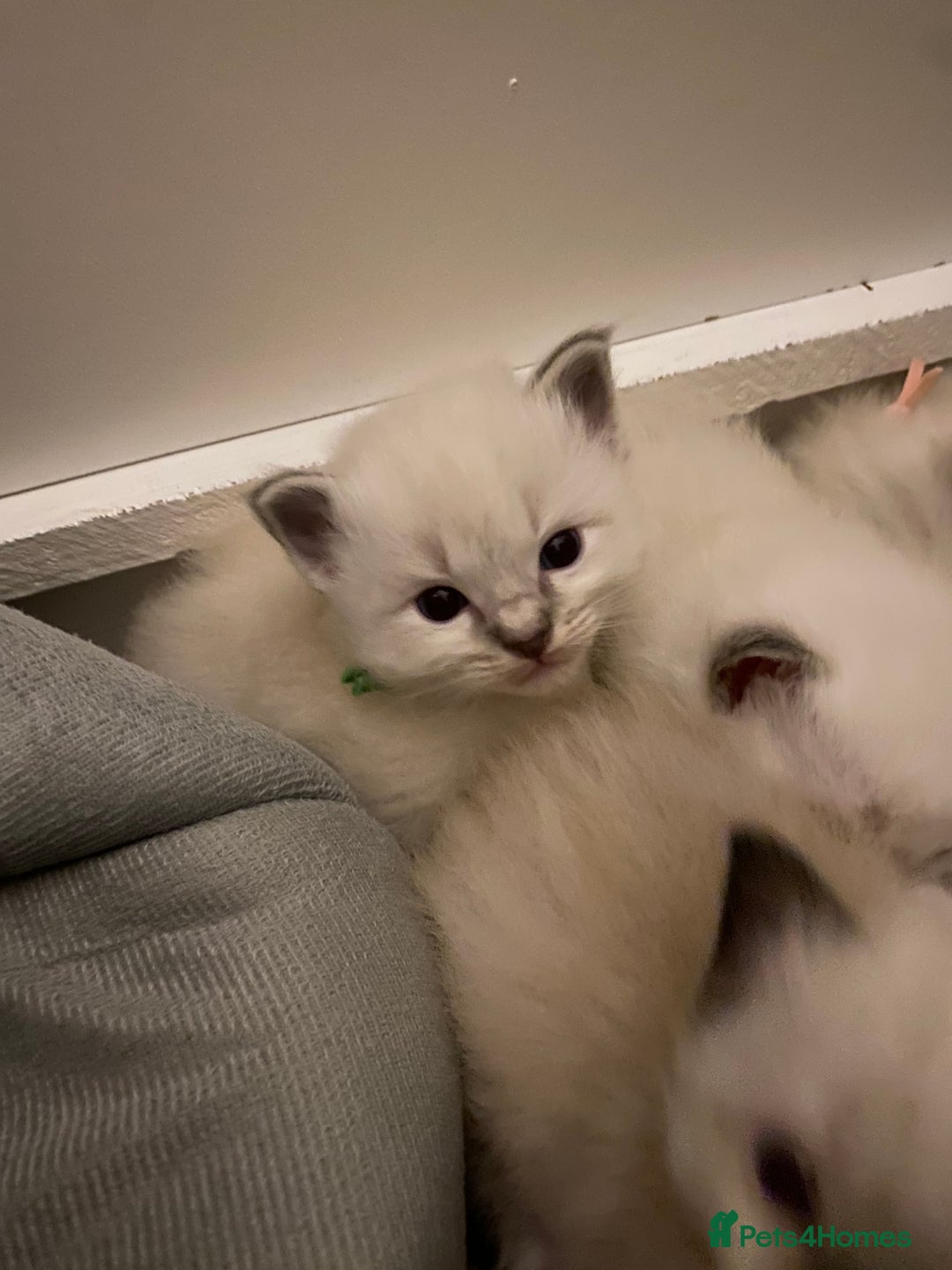Ragdoll cats for sale: 6 ragdoll kittens  - Image 19