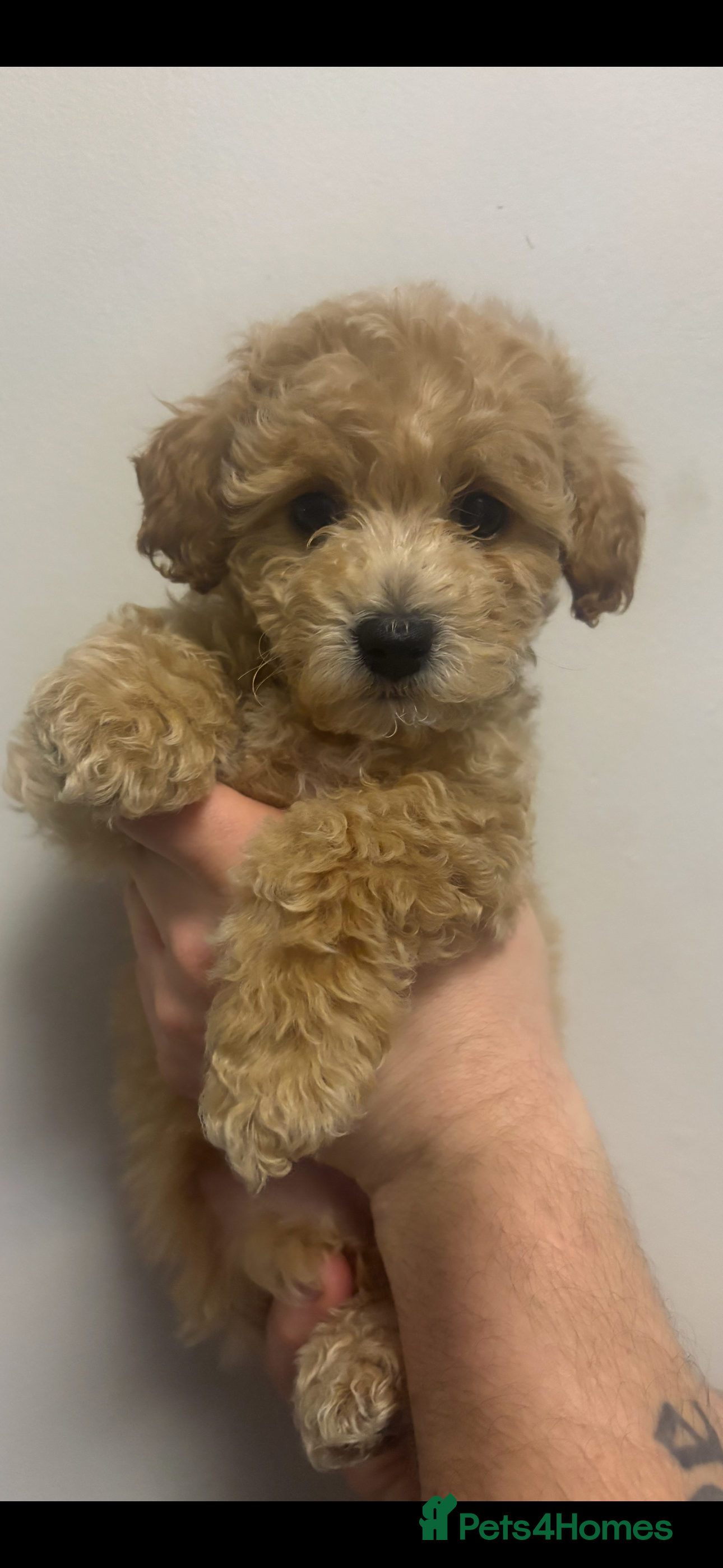 Cavapoochon dogs LAST 2 GIRLS LEFT READY TO LEAVE NOW  - Advert 1