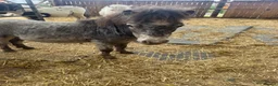 Shetland pony horses for sale: Shetland ponies - Advert 8