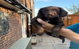 Mixed Breed dogs for sale: Brittany x working cocker spaniel  - Advert 2