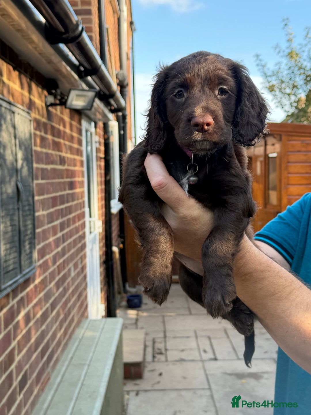 Mixed Breed dogs for sale: Brittany x working cocker spaniel  - Advert 2