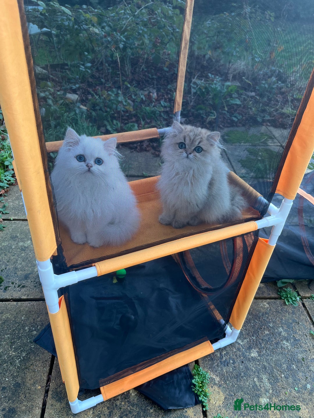 British Longhair cats for sale: Stunning British Longhair Kittens - Goldy & Snowy! - Advert 5