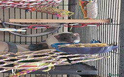 Rat rodents for sale: Rats  - Image 4