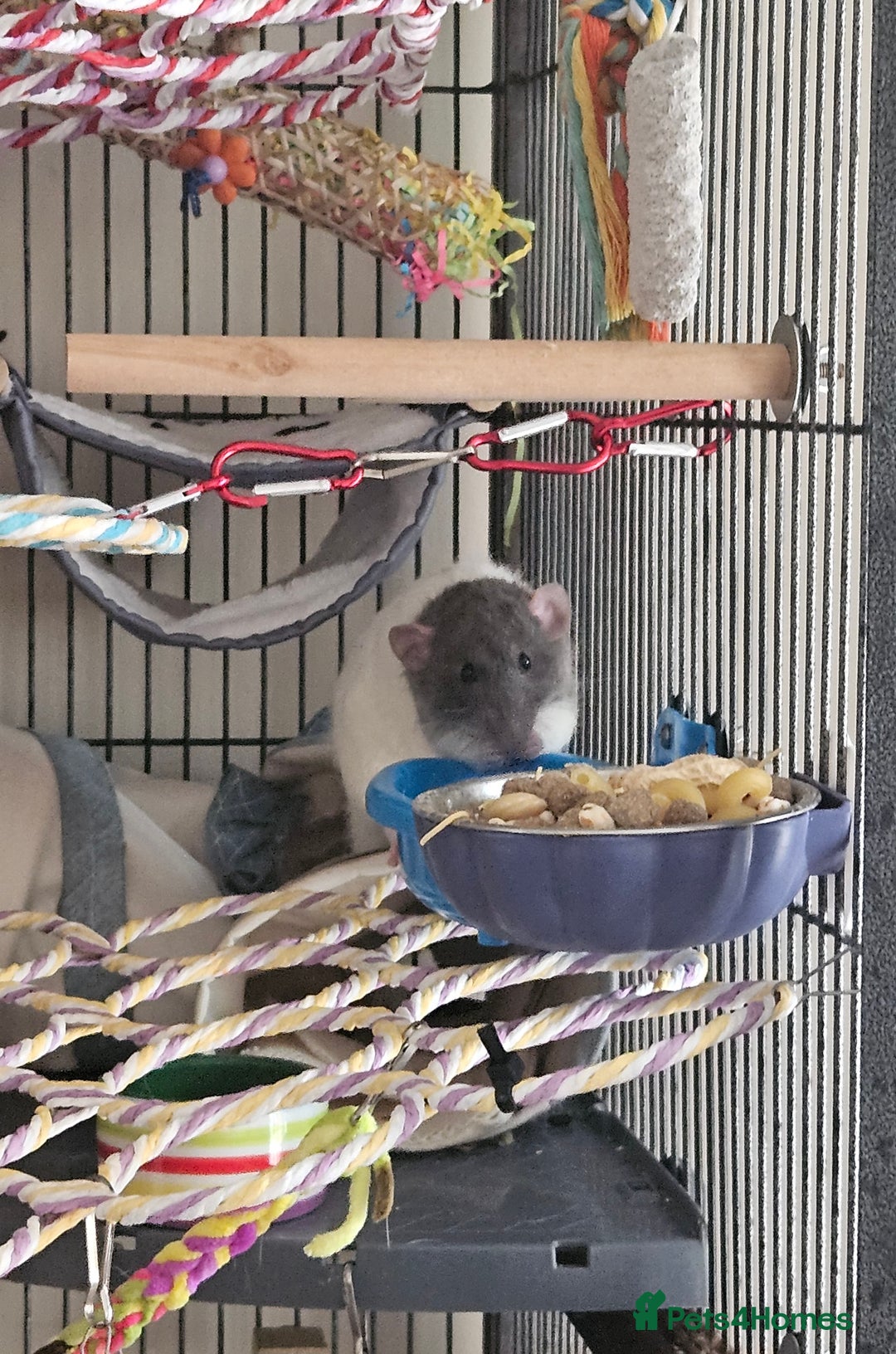Rat rodents for sale: Rats  - Image 4
