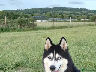 Siberian Husky dogs Beautiful Fluffy & Smart Siberian Huskies - Advert 6