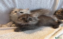 Siberian cats for sale: ❤️ 5 super friendly Siberian mix kittens ❤️ - Image 8