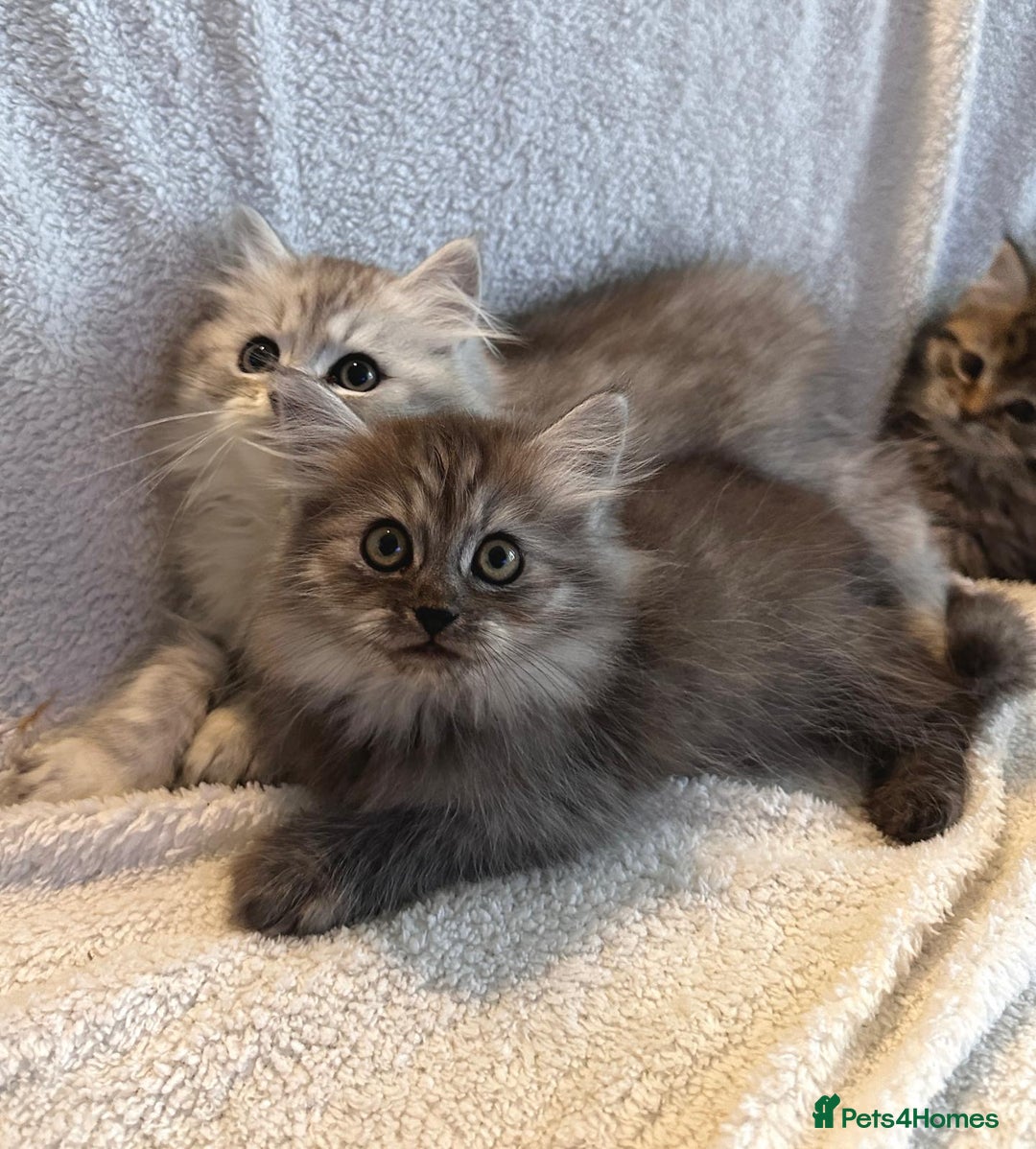Siberian cats for sale: ❤️ 5 super friendly Siberian mix kittens ❤️ - Image 8