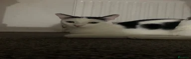 Domestic Shorthair 1