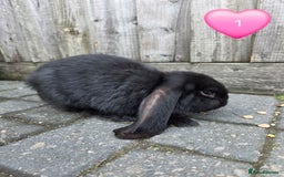French Lop rabbits for sale: Giant french lops - Image 3