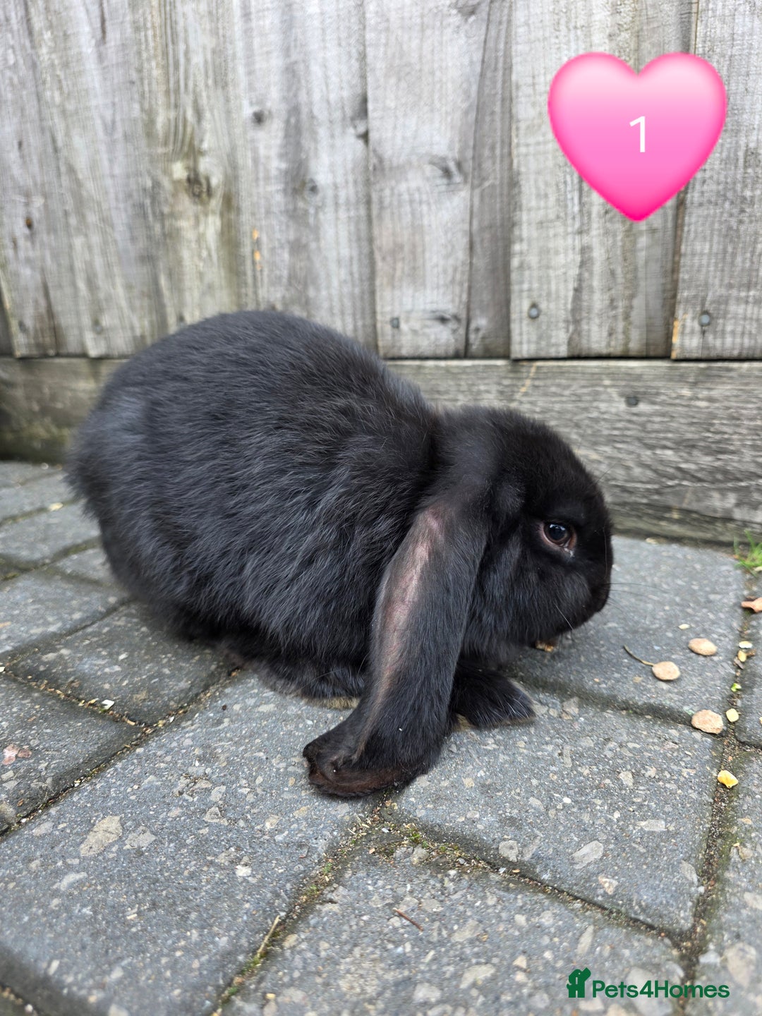 French Lop rabbits for sale: Giant french lops - Image 3
