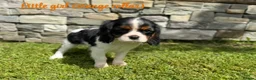 Cavalier King Charles Spaniel dogs for sale: Beautiful health tested cavalier King Charles  - Advert 17