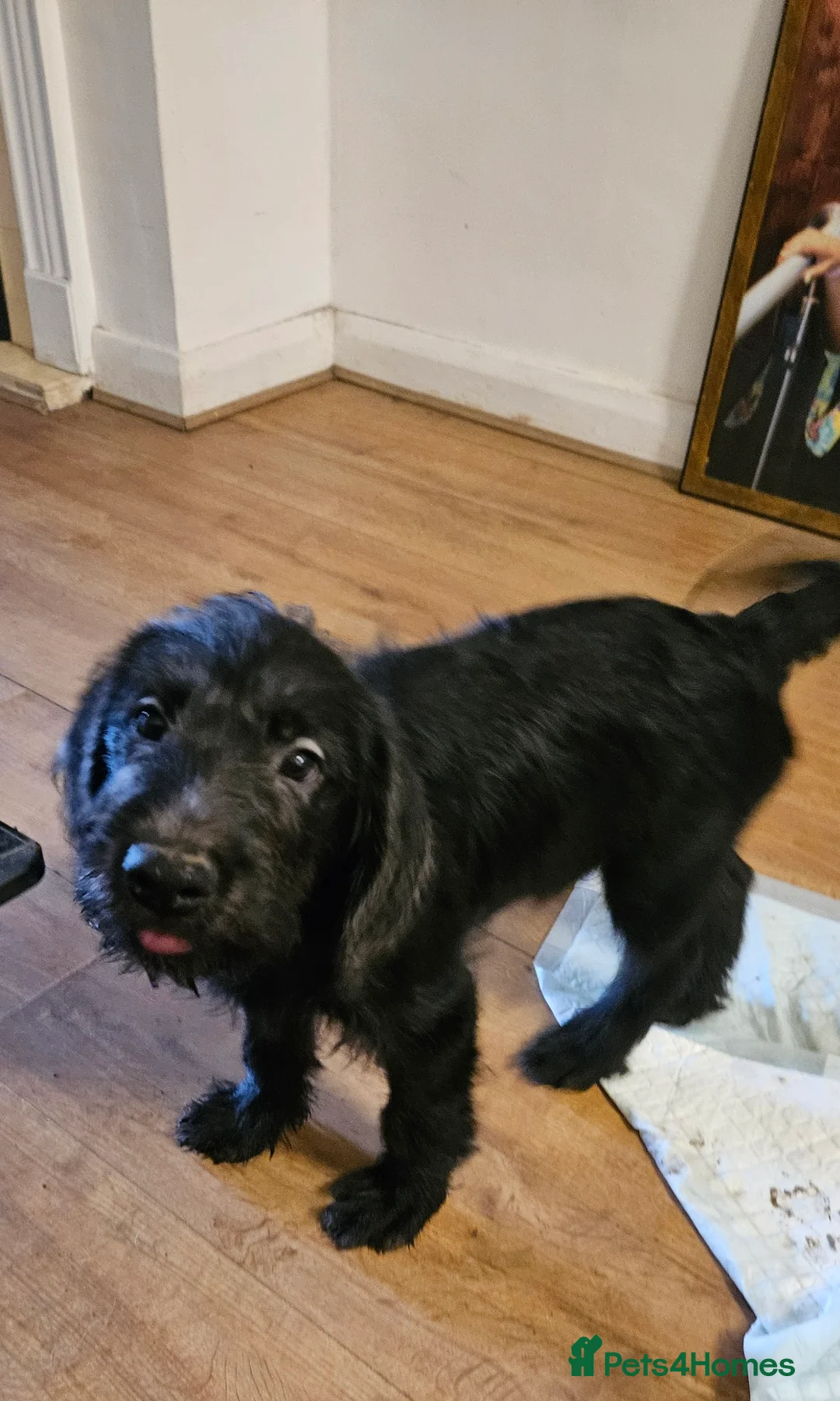 Labradoodle dogs for sale: PRICE DROP FOR LAST 2 Lovely Labradoodle pups! 🐶  - Advert 16