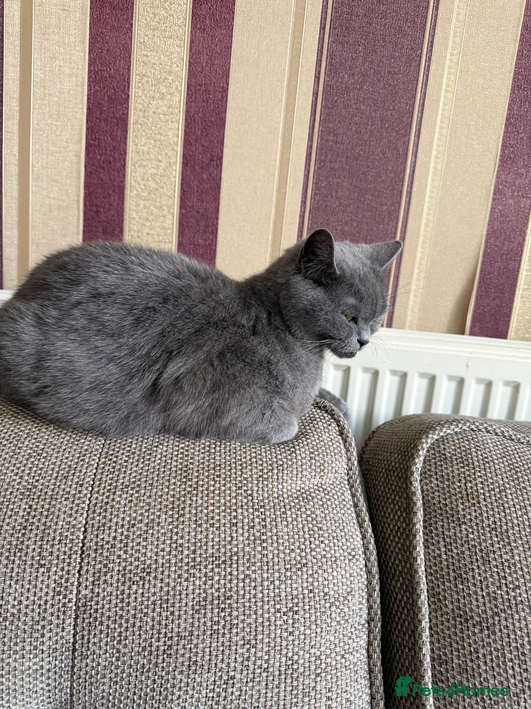 British Shorthair cats for sale: British shorthair cat - Advert 2