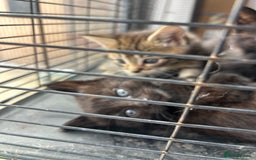 Maine Coon cats for sale: MAINCOON KITTENS READY NOW  - Image 18