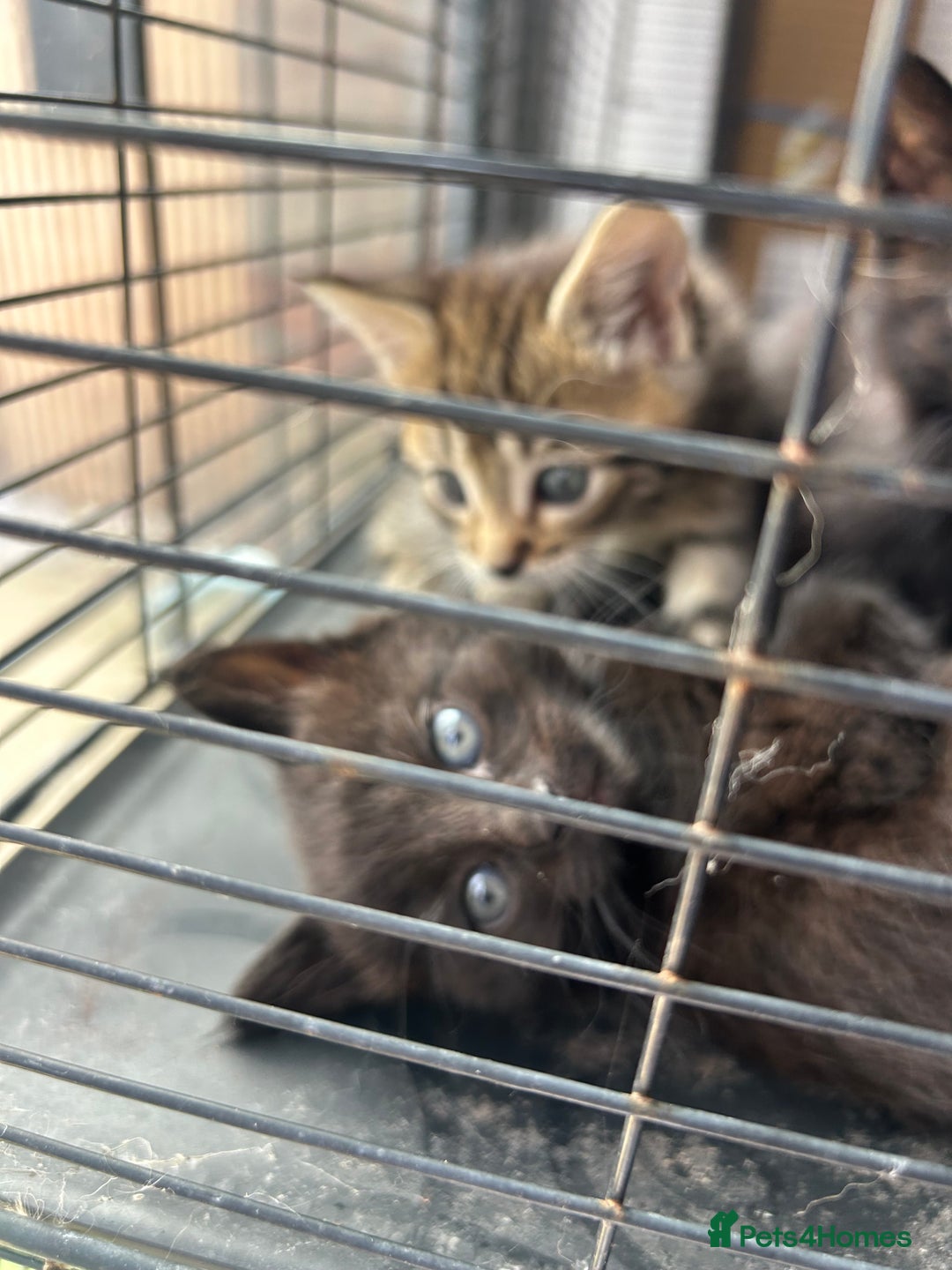 Maine Coon cats for sale: MAINCOON KITTENS READY NOW  - Image 18