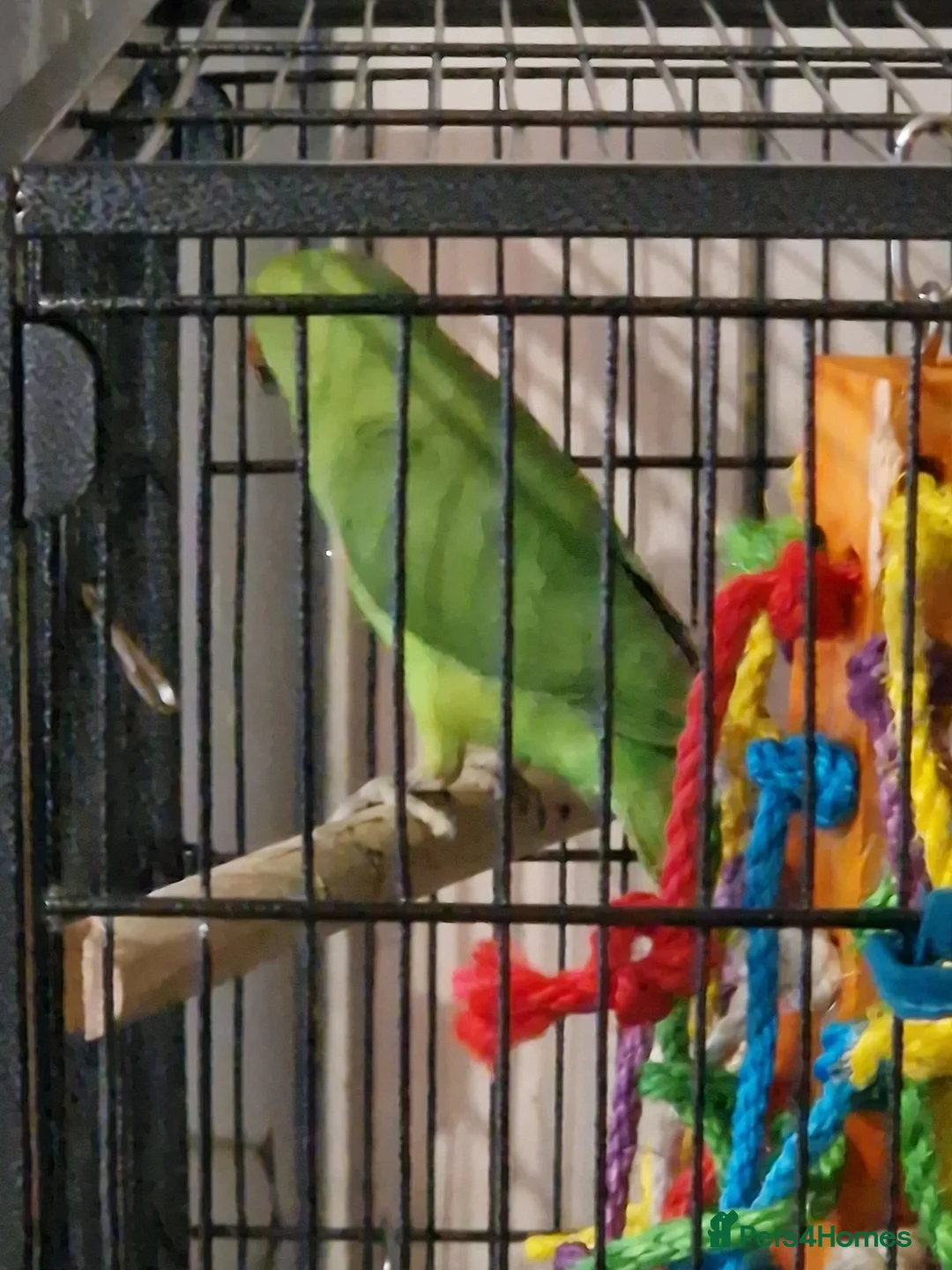 Ringnecks birds for sale: Ringneck for sale - Advert 4