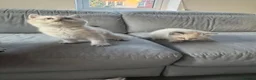 British Shorthair cats for sale: 🥇lilac colour point, GCCF BSH kittens ready now - Advert 13