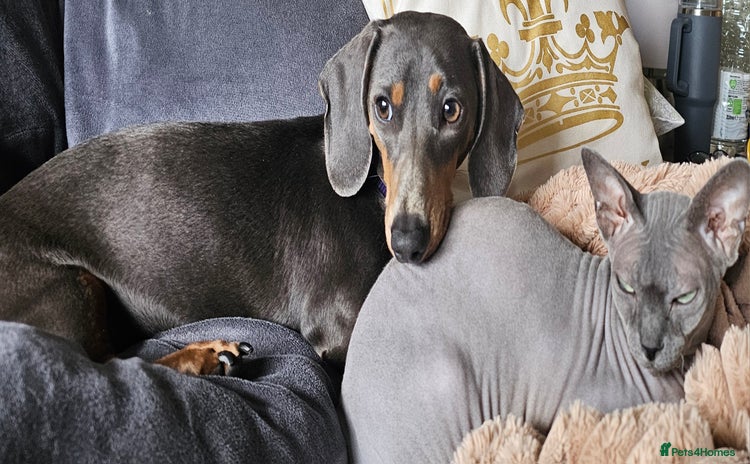 Dachshund dogs - Advert 11
