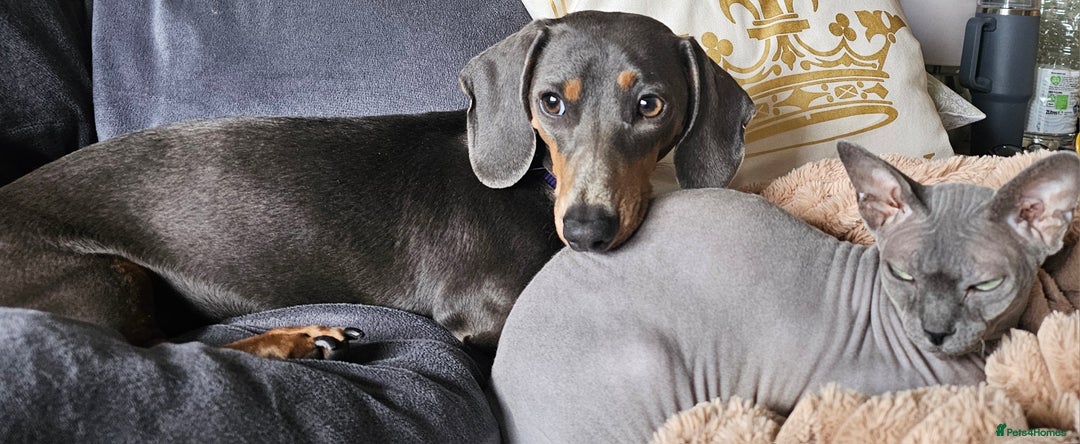 Dachshund dogs for sale: Beautiful blue and tan girl  - Image 1