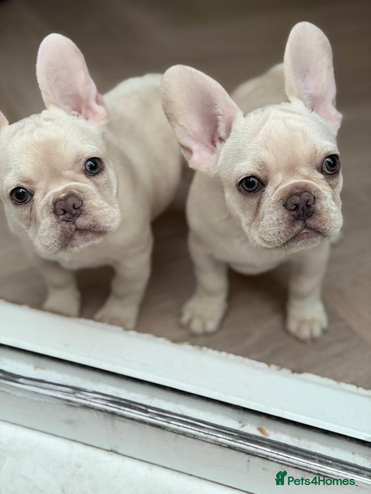 French Bulldog dogs Frenchie puppies available - Advert 18