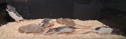 Rat rodents for sale: Baby Dumbo Rat's, various types  - Advert 24