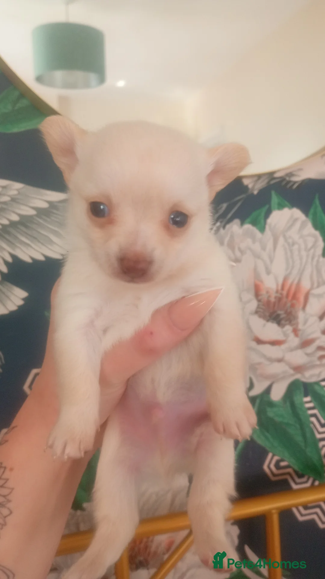 Pomchi dogs for sale: Pomchis available now  in Rotherham - Advert 9